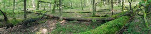 Interiér pralesa. Podobně ho kdysi zachytil ještě černobíle na svých  zdařilých fotografiích lesník a ekolog  Igor Míchal (viz Živa 1992, 3: 141).  Foto T. Kučera