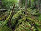 Mrtvé dřevo představuje  v pralesním ekosystému důležitý substrát  pro dekompozitory,  kteří urychlují  jeho rozklad.  Pokud jsou kmeny  pokryté mechem,  roste na nich  méně hub,  než když jsou holé.  Foto T. Kučera