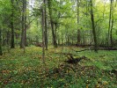 Prales je homogenní a zároveň členitý, návštěvníka uvyklého na středoevropské pralesy nejprve překvapí snadná průchodnost i průhlednost lesa. Foto. T. Kučera