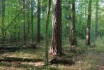 Prosvětlený bor s mohutnými jedinci borovice lesní (Pinus sylvestris) na vátých píscích v severní části národního parku. Foto T. Kučera
