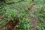 Všudypřítomně zmlazující expanzivní habr obecný (Carpinus betulus) představuje blízkou budoucnost vývoje pralesních porostů. Foto T. Kučera