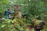 Smrky v pralese mají značné  rozměry, rostou volně vtroušené v lipových dubohabřinách (asociace Tilio-Carpinetum). Foto T. Kučera