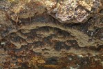 Ohňovec rezavohnědý (Phellinidium ferrugineofuscum) – roste velmi vzácně  na ležících kmenech smrků, známý  i z České republiky, kde je však aktuálně nezvěstný – byl doložen z Boubínského a Žofínského pralesa (naposledy  pozorován v r. 1999). Foto M. Kříž