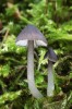 Ronivka vločkonohá (Hydropus flocci­pes) – vzácná lupenatá houba na tlejícím dřevě listnáčů, hlavně dubů, často na opadané kůře mohutných ležících kmenů. U nás známa např. z národní přírodní rezervace Ranšpurk. Foto M. Kříž
