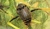 Potápník rýhovaný (Acilius sulcatus), široce rozšířený brouk preferující stojaté nádrže hustě zarostlé vegetací. Foto V. Kolář