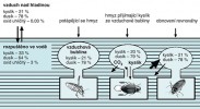 Princip tzv. fyzikálních žaber  u většiny vzrostlých druhů vodního hmyzu. Upraveno podle: R. F. Chapman (2013), kreslila M. Chumchalová