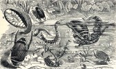 Vývojový cyklus potápníka očima  19. stol.: samec (1) požírající svou kořist – čolka, samice (2) s charakteristickým vroubením na krovkách a vajíčka přichycená na vegetaci (3), larva (5) požírající pulce a na břehu kukelní komůrka  s kuklou (4). Podle: R. Lydekker (1879)