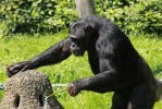 Šimpanzi (Pan troglodytes)  používají v přírodě různé typy nástrojů (listí, větve, klacky a kameny) k mnoha účelům. Dobře popsané je např. získávání termitů a mravenců z hnízd pomocí upravovaných větviček.  Podobné chování můžeme někdy  pozorovat i v umělém prostředí  zoologických zahrad. Zoo Ostrava.  Foto P. Vlček