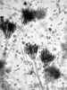Vybraní typičtí zástupci  mikro- (bakterie, houby, prvoci, hlístice), mezo- (chvostoskoci, roztoči a roupice) a makroedafonu (larvy much, mnoho­nožky). Sporangia mikroskopických hub. Foto J. Jirout