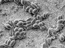 Vybraní typičtí zástupci  mikro- (bakterie, houby, prvoci, hlístice), mezo- (chvostoskoci, roztoči a roupice) a makroedafonu (larvy much, mnoho­nožky). Nárosty půdních bakterií. Foto R. Tichý