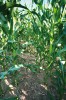 Vliv dopadu dlouhotrvajícího sucha na porost kukuřice seté (Zea mays) při rozdílné agrotechnice –  ponechání organické hmoty. Foto Z. Kulhavý 