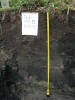Lesní mokřady mohou být cennými přírodními archivy. Profil organogenním sedimentem (humolitem) v lese Dúbrava u Hodonína má při mocnosti pouze 1 m stáří téměř 11 tisíc let a zachycuje  průběh celého holocénu. Foto R. Hédl