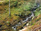 Vodní toky v horských polohách  na sebe vážou značnou část lesní  biodiverzity. Foto R. Hédl