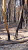 V ohnisku shořely kmeny borovice přímořské a dubu letního (Quercus robur) až na jádrové dřevo, humusová vrstva půdy prohořela na čistý písek. Foto T. Kučera