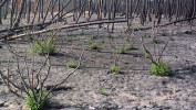 Jamovec úzkolistý (Phillyrea angustifolia) z čeledi olivovníkovitých (Oleaceae) patří mezi velmi odolné keře rostoucí v suchých středozemských macchiích. Během měsíce po požáru už obrazily nové větve. Foto T. Kučera