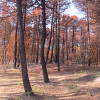 Okrajové porosty borovice přímořské (Pinus pinaster) jen sežehlé žárem.  Jehlice i šišky zůstaly na stromech, v podrostu zmlazují druhy bylinného patra. Evropsky významná lokalita  Pineta di Classe, Lido di Dante, Ravenna,  Itálie, srpen 2012. Foto T. Kučera