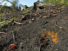 Barevné porosty spálenitek (Anthracobia) pokrývaly v prvních týdnech po požáru, který zde propukl v červenci 2022, velké plochy zasaženého povrchu. Foto J. Holec