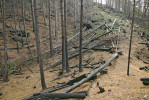 Spáleniště na Havraní skále těsně po požáru v r. 2006. Foto V. Antonín