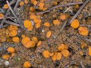 Větší a oranžové plodnice má spálenitka Anthracobia tristis, menší hnědavé spálenitka uhelná (A. melaloma). Foto L. Zíbarová