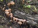 Fajodka spáleništní (Fayodia anthracobia), obecně velmi vzácná houba. Foto L. Zíbarová