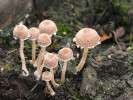 Křehutka opýřená (Psathyrella pennata) je typická hojnými bílými šupinkami. Foto L. Zíbarová