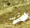 Mikroskopický snímek nábrusu hnědého uhlí. Hnědé uhlí ze žitavské pánve ve frýdlantském výběžku (miocén, zhruba před 19 miliony let). Důl Kristýna.  Id představují požárem karbonizované fragmenty buněčných stěn rostlinných pletiv v „normální“ uhelné hmotě  vzniklé prouhelněním rašeliny.  Foto I. Sýkorová