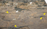 Úlomky dřevěného uhlí se vyskytují jak v klastických sedimentech (na obr.), tak v uhelných slojích. Bílé šipky ukazují tyto úlomky v hnědém uhlí ze sokolovské pánve.  Žluté šipky označují kompakcí stlačené zuhelnatělé větve či kořeny uhlotvorné vegetace obklopené jemně detritickou uhelnou hmotou (výška vzorku přibližně 6 cm). Spodní miocén (asi před 19 miliony let). Foto S. Opluštil