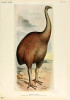 Moa Dinornis novaezealandiae. Orig. F. W. Frohawk v knize Extinct Birds W. Rothschilda (1907), převzato v souladu s podmínkami použití