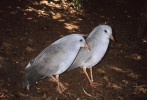 Kagu chocholatý (Rhynochetos jubatus). Foto S. Bílý