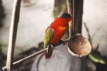 Papoušek amboinský (Alisterus amboinensis). Foto S. Bílý