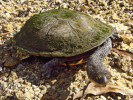 Dlouhokrčka australská (Chelodina longicollis). Foto P. Šrámek