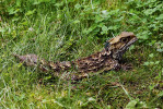 Haterie novozélandská (Sphenodon punctatus). Foto P. Šrámek