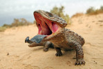 Scink uťatý (Tiliqua rugosa). Foto P. Šrámek