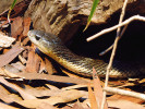 Taipan velký (Oxyuranus scutellatus). Foto P. Šrámek