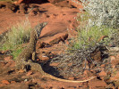 Varan obrovský (Varanus giganteus). Foto T. Dröse