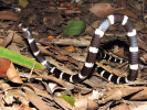 Neobvyklá obranná pozice korálovečka kroužkovaného (Vermicella annulata). Australané říkají hadům tohoto rodu bandy bandy. Jméno pochází z jazyka worimi z Nového Jižního Walesu. Foto P. Šrámek