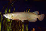 Ostnojazyčná ryba baramundi australský (Scleropages leichardti). Foto P. Šrámek
