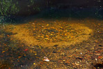 Hnízdo australského sumce tandana  skvrnitého (Tandanus tandanus) na dně řeky hlídané  jedním z rodičů. Foto P. Šrámek