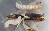 Housenky drvopleně Endoxyla leucomochla, používané domorodými Austrálci jako potrava v polopouštích. Vyvíjejí se v kořenech akácií. Převzato z Wikimedia  Commons v souladu s podmínkami  použití