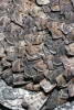 Sezonní hromadný výskyt osenice bogong (Agrotis infusa) – zdroj potravy australského domorodého etnika  Dhudhuroa. Foto CSIRO ScienceImage (en.wikipedia.org)