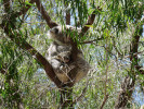 Koala (Phascolarctos cinereus). Foto S. Bílý