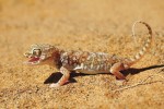 Stenodactylus petrii vyhledává písečné saharské lokality v celé severní Africe i poušť v Izraeli. Foto M. Velechovský