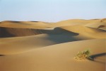 Písečné duny Erg Chebbi na jiho­východě Maroka. Biotop druhu Stenodactylus petrii, v okrajových částech se vyskytuje i Tarentola deserti. Foto A. Funk