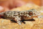 Endemická Tarentola boehmei. Antiatlas. Foto M. Velechovský