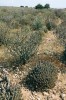 Sukulentní polopoušť makaronéského typu na atlantském pobřeží jiho­západního Maroka. Biotop Tarentola chazaliae, Saurodactylus brosseti a Stenodactylus mauritanicus. Foto A. Funk