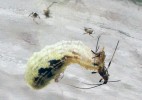Larva pestřenky rybízové (Syrphus ribesii) požírající mšici. Larvy mšico­žravých (afidofágních) pestřenek  patří k významným predátorům mšic,  studovaným v různých typech  experimentů. Foto z archivu autorů