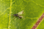 Panenská okřídlená královna mravence bachratého (Anergates atratulus) vylíhlá v r. 2020 z vajíček, které snesly královny přinesené z přírody jako kukly a oplodněné až ve formikáriu. Foto V. Souralová