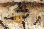 Královna mravence bachratého (Anergates atratulus) se zvětšeným (fyzogastrickým) zadečkem s dělnicemi hostitelského druhu mravence drnového (Tetramorium caespitum). V horní části snímku je mezi dělnicemi bílá larva. Fotografováno v zařízení k chovu mravenců – formikáriu. Foto V. Souralová