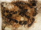 Vpravo nahoře (vyznačeno šipkou) je nepříliš dobře viditelný zvětšený zadeček královny mravence bachratého (Anergates atratulus) a zároveň o něco níže vlevo (také šipka) se nachází královna druhého parazita – mravence cizopasného (Strongylognathus testaceus). Je o něco větší než okolní dělnice hostitelského mravence drnového (Tetramorium caespitum) a má nápadně konkávní týlovou oblast hlavy, vybíhající po stranách v jakési „rohy“. Vlevo nahoře jsou nakladená vajíčka a larvy prvního instaru. Foto V. Souralová