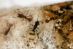 Královna mravence bachratého (Anergates atratulus) s dělnicemi druhého parazita mravence cizopasného (Strongylognathus testaceus) se srpovitými kusadly. Foto V. Souralová